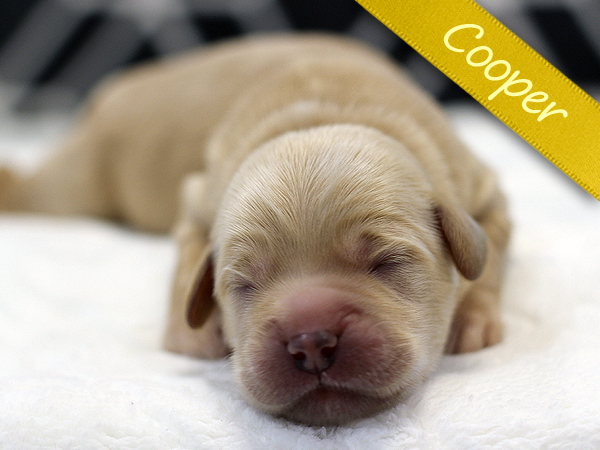 Washington PNW Mini Goldens Puppy cooper